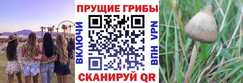 Псилоцибиновые грибы Cubensis  блэк спрут ссылка  Микунь 